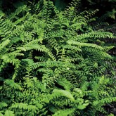 Adiantum