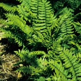 Dryopteris