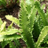 scolopendrium