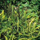 Blechnum